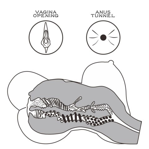 Lovetoy Streetgirl's #6